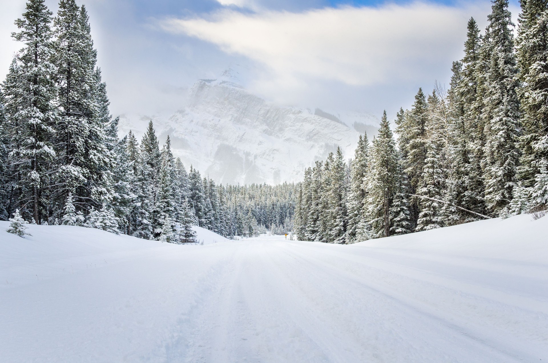 Forest Road Covered in Fresh Snow